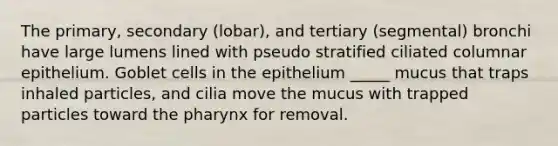 The primary, secondary (lobar), and tertiary (segmental) bronchi have large lumens lined with pseudo stratified ciliated columnar epithelium. Goblet cells in the epithelium _____ mucus that traps inhaled particles, and cilia move the mucus with trapped particles toward <a href='https://www.questionai.com/knowledge/ktW97n6hGJ-the-pharynx' class='anchor-knowledge'>the pharynx</a> for removal.