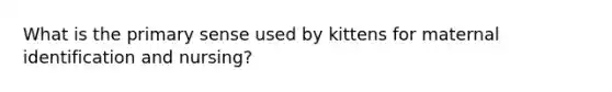 What is the primary sense used by kittens for maternal identification and nursing?