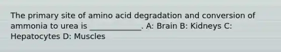 The primary site of amino acid degradation and conversion of ammonia to urea is _____________. A: Brain B: Kidneys C: Hepatocytes D: Muscles