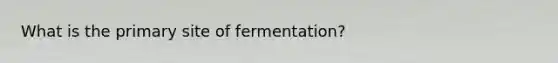 What is the primary site of fermentation?