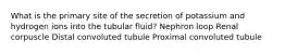 What is the primary site of the secretion of potassium and hydrogen ions into the tubular fluid? Nephron loop Renal corpuscle Distal convoluted tubule Proximal convoluted tubule