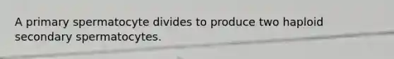 A primary spermatocyte divides to produce two haploid secondary spermatocytes.
