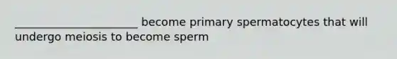 ______________________ become primary spermatocytes that will undergo meiosis to become sperm