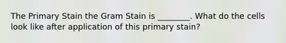 The Primary Stain the Gram Stain is ________. What do the cells look like after application of this primary stain?