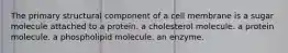 The primary structural component of a cell membrane is a sugar molecule attached to a protein. a cholesterol molecule. a protein molecule. a phospholipid molecule. an enzyme.