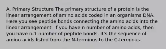 A. Primary Structure The primary structure of a protein is the linear arrangement of amino acids coded in an organisms DNA. Here you see peptide bonds connecting the amino acids into the linear arrangement. If you have n number of amino acids, then you have n-1 number of peptide bonds. It's the sequence of amino acids listed from the N-terminus to the C-terminus.