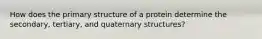 How does the primary structure of a protein determine the secondary, tertiary, and quaternary structures?