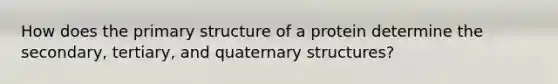 How does the primary structure of a protein determine the secondary, tertiary, and quaternary structures?