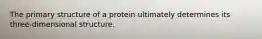 The primary structure of a protein ultimately determines its three-dimensional structure.