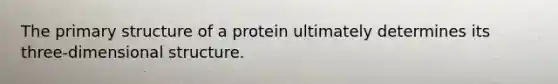 The <a href='https://www.questionai.com/knowledge/knHR7ecP3u-primary-structure' class='anchor-knowledge'>primary structure</a> of a protein ultimately determines its three-dimensional structure.