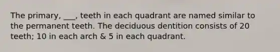 The primary, ___, teeth in each quadrant are named similar to the permanent teeth. The deciduous dentition consists of 20 teeth; 10 in each arch & 5 in each quadrant.