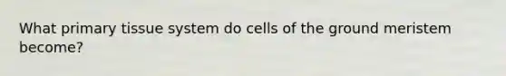 What primary tissue system do cells of the ground meristem become?