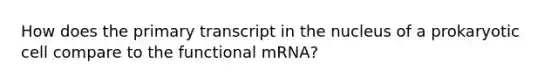 How does the primary transcript in the nucleus of a prokaryotic cell compare to the functional mRNA?