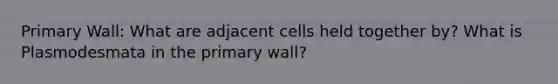 Primary Wall: What are adjacent cells held together by? What is Plasmodesmata in the primary wall?