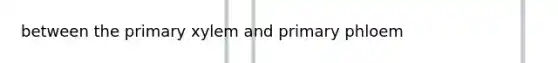 between the primary xylem and primary phloem