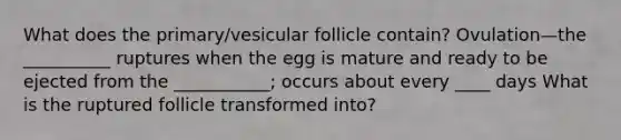 What does the primary/vesicular follicle contain? Ovulation—the __________ ruptures when the egg is mature and ready to be ejected from the ___________; occurs about every ____ days What is the ruptured follicle transformed into?