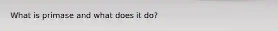 What is primase and what does it do?