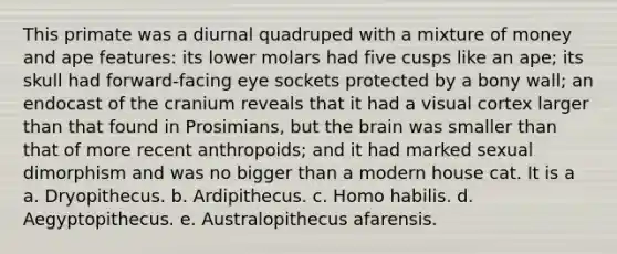 This primate was a diurnal quadruped with a mixture of money and ape features: its lower molars had five cusps like an ape; its skull had forward-facing eye sockets protected by a bony wall; an endocast of the cranium reveals that it had a visual cortex larger than that found in Prosimians, but the brain was smaller than that of more recent anthropoids; and it had marked sexual dimorphism and was no bigger than a modern house cat. It is a a. Dryopithecus. b. Ardipithecus. c. Homo habilis. d. Aegyptopithecus. e. Australopithecus afarensis.