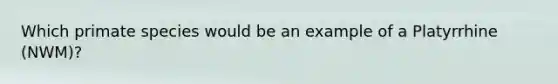 Which primate species would be an example of a Platyrrhine (NWM)?