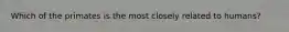 Which of the primates is the most closely related to humans?