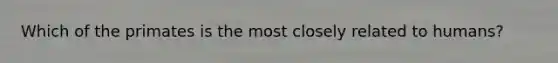 Which of the primates is the most closely related to humans?