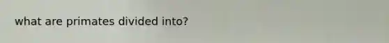 what are primates divided into?