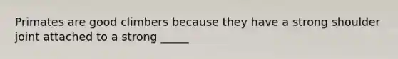 Primates are good climbers because they have a strong shoulder joint attached to a strong _____