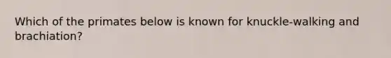 Which of the primates below is known for knuckle-walking and brachiation?