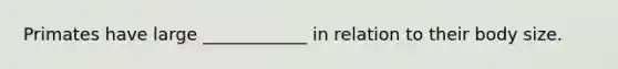 Primates have large ____________ in relation to their body size.