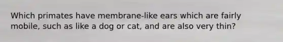 Which primates have membrane-like ears which are fairly mobile, such as like a dog or cat, and are also very thin?