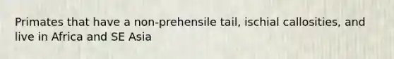 Primates that have a non-prehensile tail, ischial callosities, and live in Africa and SE Asia