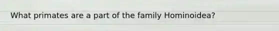 What primates are a part of the family Hominoidea?