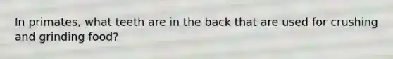 In primates, what teeth are in the back that are used for crushing and grinding food?