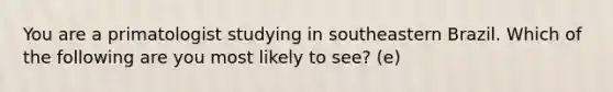 You are a primatologist studying in southeastern Brazil. Which of the following are you most likely to see? (e)