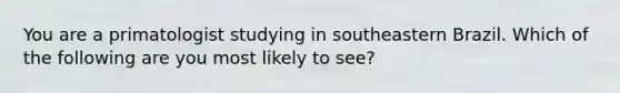 You are a primatologist studying in southeastern Brazil. Which of the following are you most likely to see?