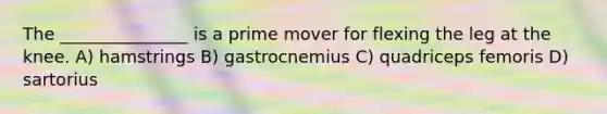 The _______________ is a prime mover for flexing the leg at the knee. A) hamstrings B) gastrocnemius C) quadriceps femoris D) sartorius