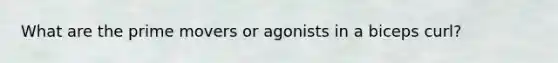 What are the prime movers or agonists in a biceps curl?