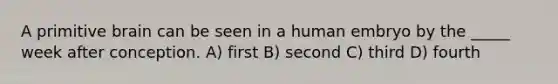 A primitive brain can be seen in a human embryo by the _____ week after conception. A) first B) second C) third D) fourth