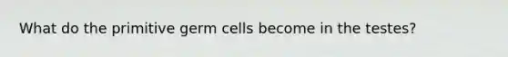 What do the primitive germ cells become in the testes?