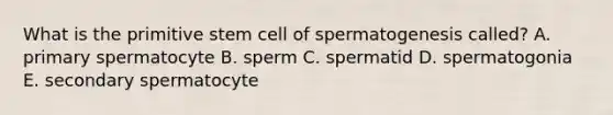 What is the primitive stem cell of spermatogenesis called? A. primary spermatocyte B. sperm C. spermatid D. spermatogonia E. secondary spermatocyte