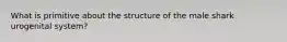 What is primitive about the structure of the male shark urogenital system?