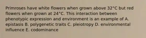 Primroses have white flowers when grown above 32°C but red flowers when grown at 24°C. This interaction between phenotypic expression and environment is an example of A. epistasis B. polygenetic traits C. pleiotropy D. environmental influence E. codominance