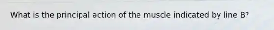 What is the principal action of the muscle indicated by line B?