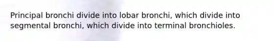 Principal bronchi divide into lobar bronchi, which divide into segmental bronchi, which divide into terminal bronchioles.