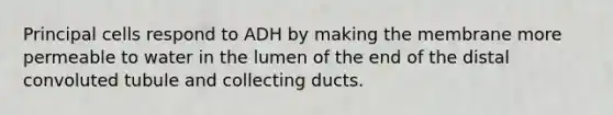 Principal cells respond to ADH by making the membrane more permeable to water in the lumen of the end of the distal convoluted tubule and collecting ducts.