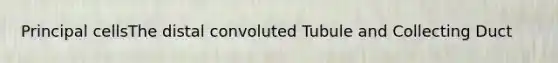 Principal cellsThe distal convoluted Tubule and Collecting Duct