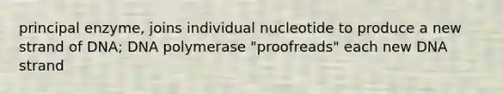 principal enzyme, joins individual nucleotide to produce a new strand of DNA; DNA polymerase "proofreads" each new DNA strand