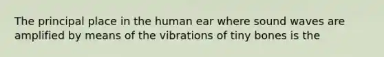 The principal place in the human ear where sound waves are amplified by means of the vibrations of tiny bones is the