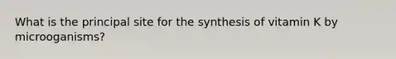 What is the principal site for the synthesis of vitamin K by microoganisms?