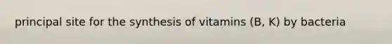 principal site for the synthesis of vitamins (B, K) by bacteria